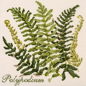 The Polypodium by Elizabeth Bradley